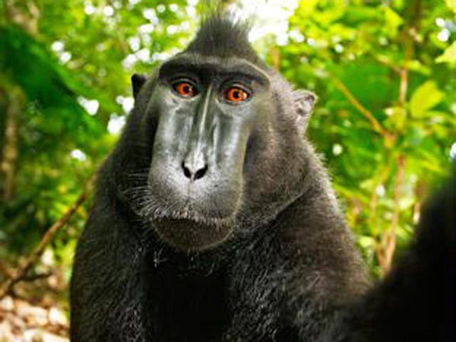 Черная макака в джунглях Индонезии украла у англичанина камеру