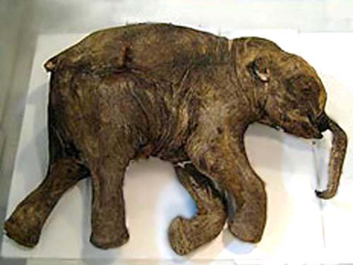 В Сибири были найдены прекрасно сохранившиеся останки мамонта, умершего примерно 40 тысяч лет назад